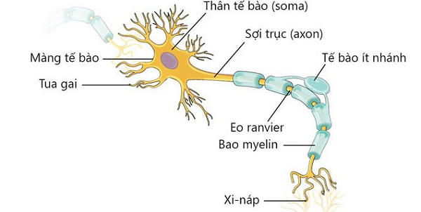 Dây thần kinh có cấu tạo phức tạp
